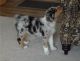 Australian Shepherd Puppies for sale in Glen Burnie, MD 21061, USA. price: NA