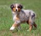 Australian Shepherd Puppies for sale in Cranberry Twp, PA, USA. price: NA