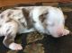 Australian Shepherd Puppies for sale in Walkertown, NC, USA. price: $800