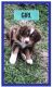 Australian Shepherd Puppies for sale in Weatherford, TX 76086, USA. price: NA