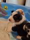 Australian Shepherd Puppies for sale in Norwood, NC 28128, USA. price: NA