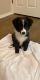 Australian Shepherd Puppies for sale in El Paso, TX 79924, USA. price: NA