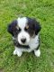 Australian Shepherd Puppies for sale in Troy, ME, USA. price: NA