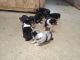 Australian Shepherd Puppies for sale in Maysville, KY 41056, USA. price: $350