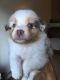 Australian Shepherd Puppies for sale in Rochester, NH, USA. price: NA