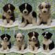 Australian Shepherd Puppies for sale in Sacramento, CA 95833, USA. price: NA