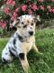 Australian Shepherd Puppies for sale in Fredericksburg, OH 44627, USA. price: NA