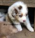 Australian Shepherd Puppies for sale in Maui County, HI, USA. price: $1,000