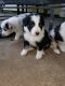 Australian Shepherd Puppies for sale in Taunton, MA, USA. price: NA