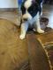 Australian Shepherd Puppies for sale in 3928 W Tonto St, Phoenix, AZ 85009, USA. price: NA