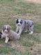 Australian Shepherd Puppies for sale in Altus, OK, USA. price: NA
