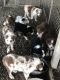 Australian Shepherd Puppies for sale in Conway, MO 65632, USA. price: NA