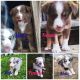Australian Shepherd Puppies for sale in Four Oaks, NC 27524, USA. price: NA