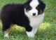 Australian Shepherd Puppies for sale in Portland, OR, USA. price: NA