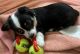 Australian Shepherd Puppies for sale in Emmett, ID 83617, USA. price: $750