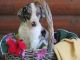 Australian Shepherd Puppies for sale in Russell Springs, KY 42642, USA. price: $700