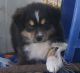 Australian Shepherd Puppies for sale in Whitakers, NC 27891, USA. price: NA