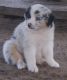 Australian Shepherd Puppies for sale in Whitakers, NC 27891, USA. price: NA