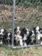 Australian Shepherd Puppies for sale in Lavonia, GA 30553, USA. price: $300