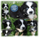 Australian Shepherd Puppies for sale in Garland, ME 04939, USA. price: NA