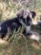 Australian Shepherd Puppies for sale in Pahrump, NV, USA. price: NA