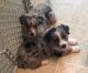 Australian Shepherd Puppies for sale in Richmond, MI, USA. price: NA