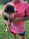 Australian Shepherd Puppies for sale in Versailles, MO 65084, USA. price: NA