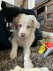 Australian Shepherd Puppies for sale in Rolla, MO, USA. price: NA