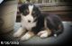 Australian Shepherd Puppies for sale in West Milford, NJ, USA. price: $900