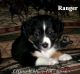 Australian Shepherd Puppies for sale in Missoula, MT, USA. price: $750