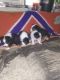Australian Shepherd Puppies for sale in San Antonio, TX, USA. price: $500