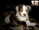 Australian Shepherd Puppies for sale in Missoula, MT, USA. price: $950