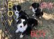 Australian Shepherd Puppies for sale in Sunman, IN 47041, USA. price: $425