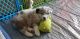 Australian Shepherd Puppies for sale in Casa Grande, AZ, USA. price: NA