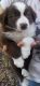 Australian Shepherd Puppies for sale in Mansfield, OH, USA. price: NA