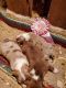 Australian Shepherd Puppies for sale in Carthage, MO 64836, USA. price: $600