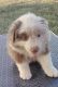 Australian Shepherd Puppies for sale in Cut Off, LA 70345, USA. price: NA
