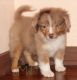 Australian Shepherd Puppies for sale in Kopperl, TX, USA. price: $550