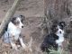 Australian Shepherd Puppies for sale in Winlock, WA 98596, USA. price: $300
