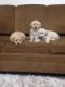 Australian Shepherd Puppies for sale in Tacoma, WA, USA. price: $650