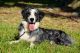 Australian Shepherd Puppies for sale in Mountain Home, AR, USA. price: NA