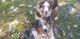 Australian Shepherd Puppies for sale in Raleigh County, WV, USA. price: NA