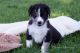 Australian Shepherd Puppies for sale in Clare, MI 48617, USA. price: NA