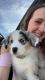 Australian Shepherd Puppies for sale in Sheboygan, WI, USA. price: $650