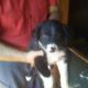 Australian Shepherd Puppies for sale in Evington, VA 24550, USA. price: NA