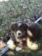 Australian Shepherd Puppies for sale in Cynthiana, KY 41031, USA. price: $800