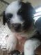 Australian Shepherd Puppies for sale in Yadkinville, NC 27055, USA. price: NA