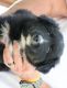 Australian Shepherd Puppies for sale in Mt Pleasant, TX 75455, USA. price: NA