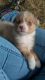Australian Shepherd Puppies for sale in Mt Olive, NC 28365, USA. price: NA