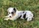 Australian Shepherd Puppies for sale in Phenix City, AL, USA. price: $800